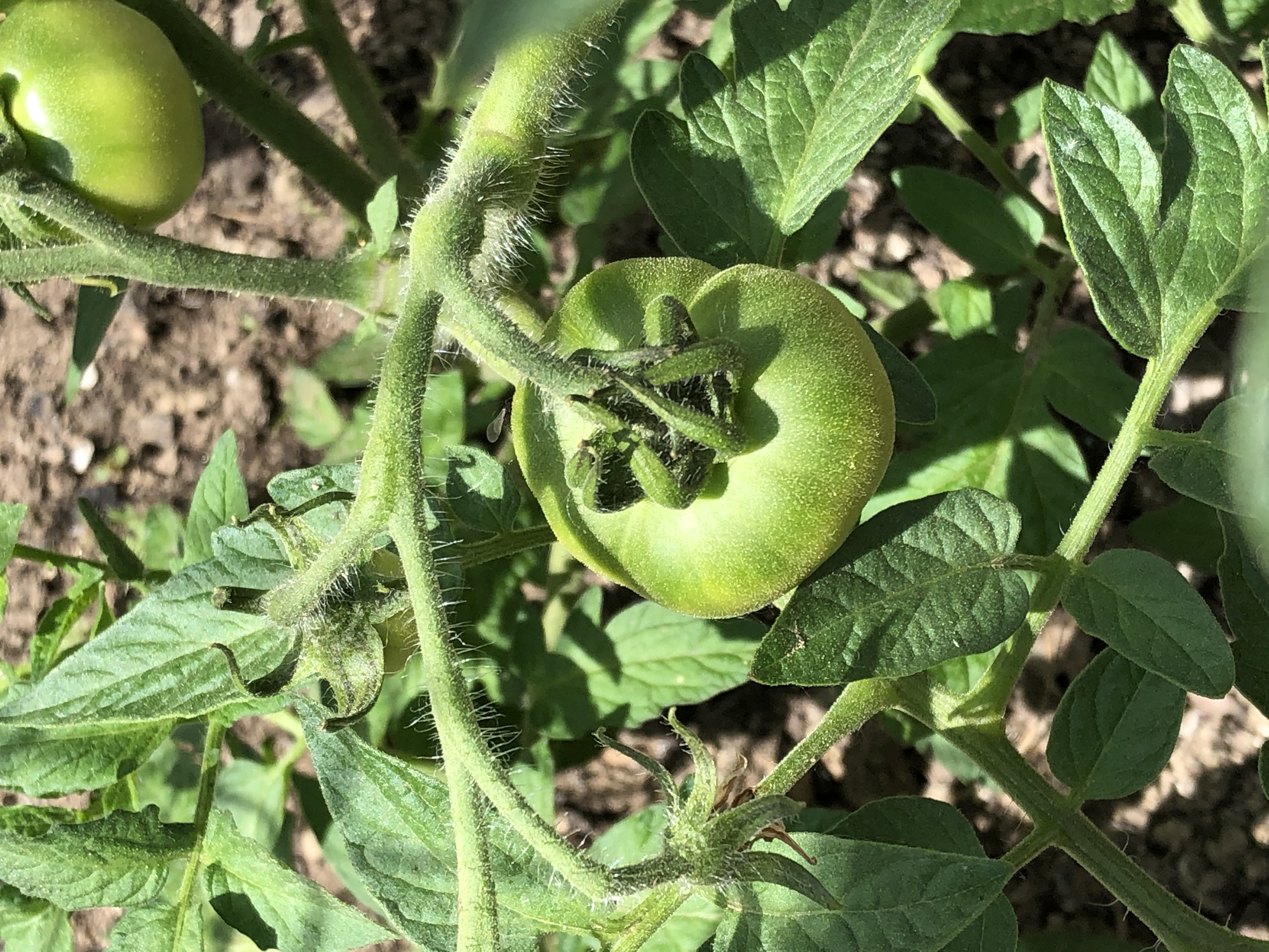 tomatoes growing